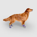 Hot Pavement Dog Boots product image 18