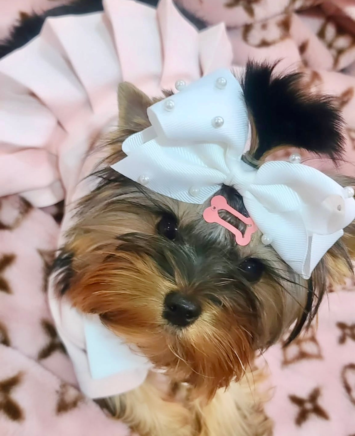 Dog Blanket product image 5