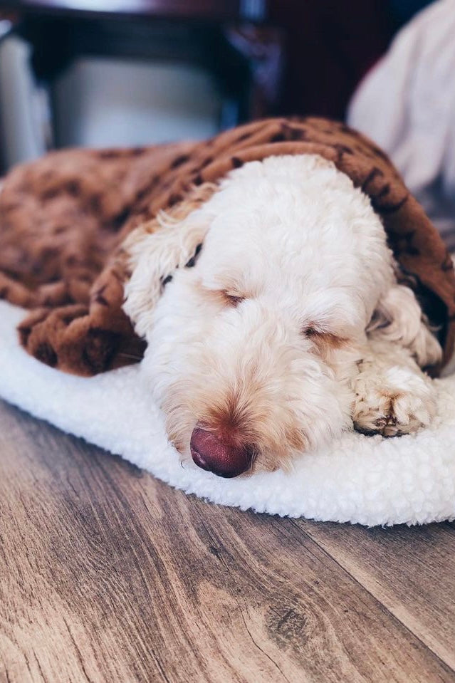 Dog Blanket product image 10