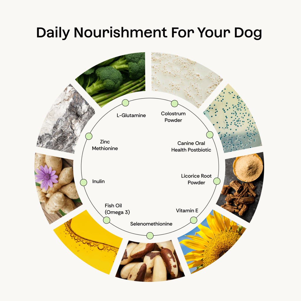 Dog Microbiome Powder Supplement product image 3