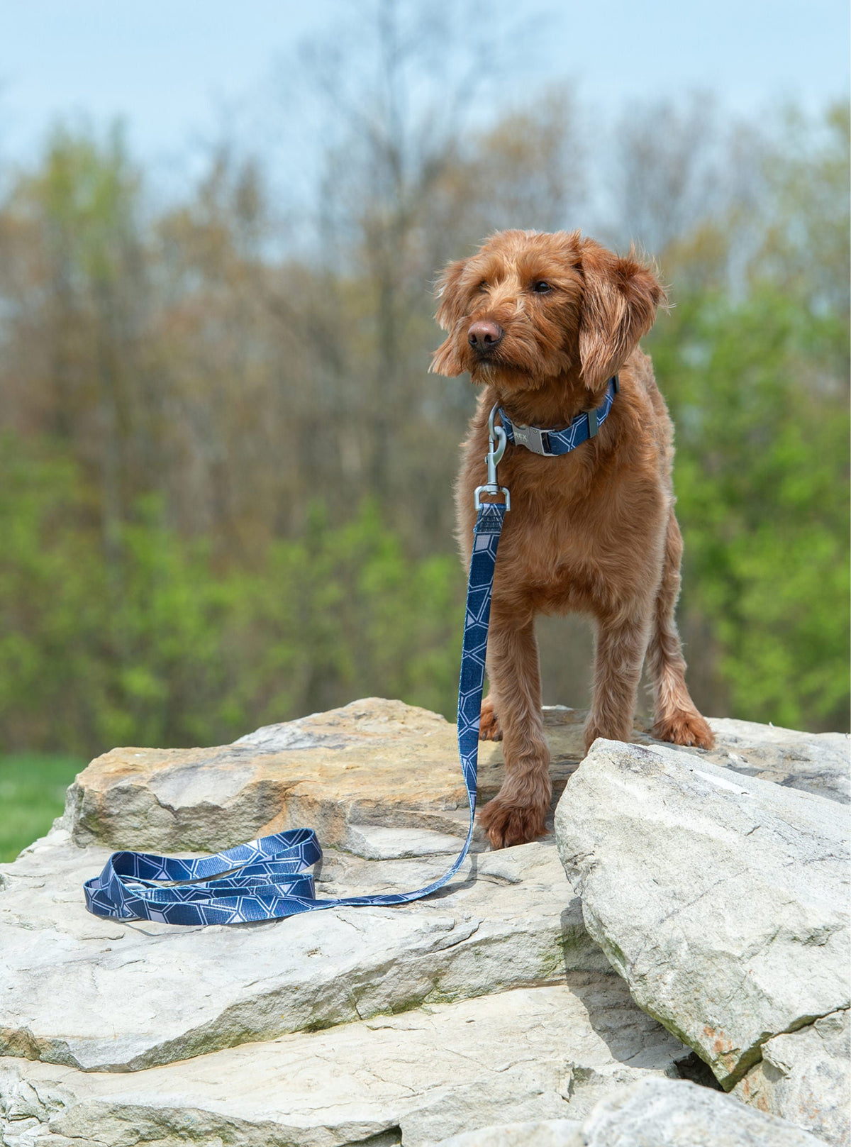 Dog Leash product image 2