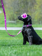 Dog Leash product image 5