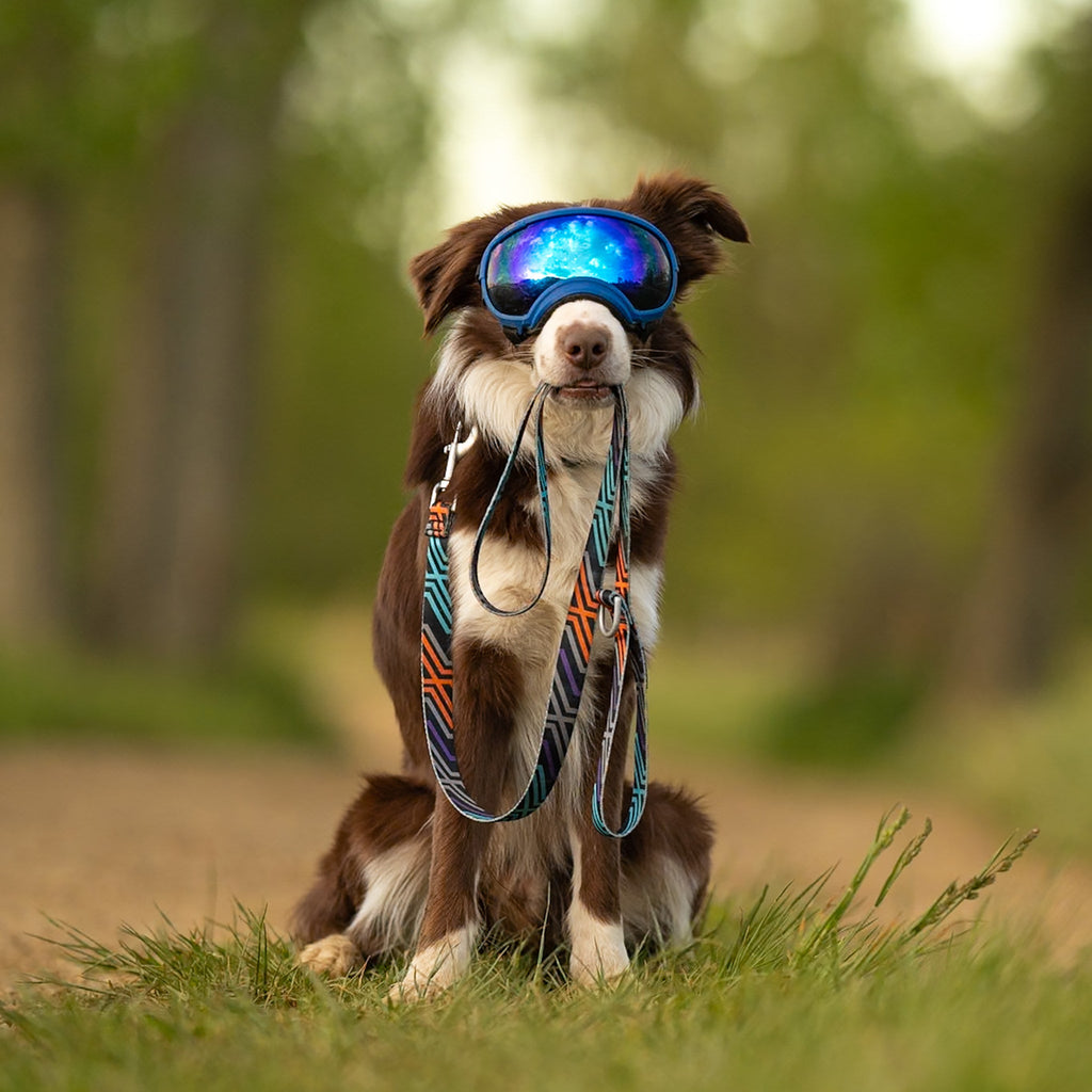 Dog Leash product image 8