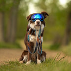 Dog Leash product image 8