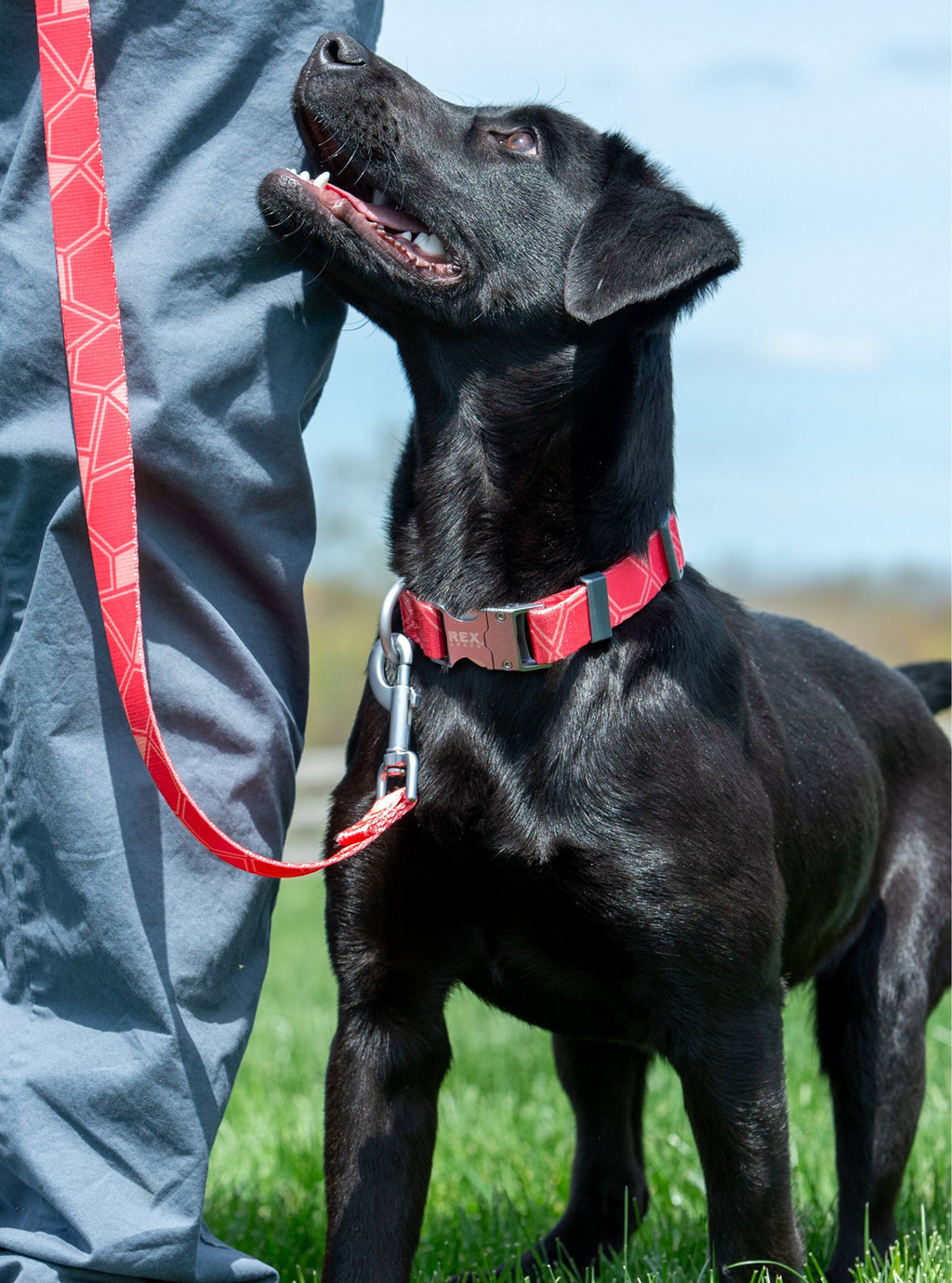 Dog Leash product image 10