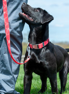 Dog Leash product image 10