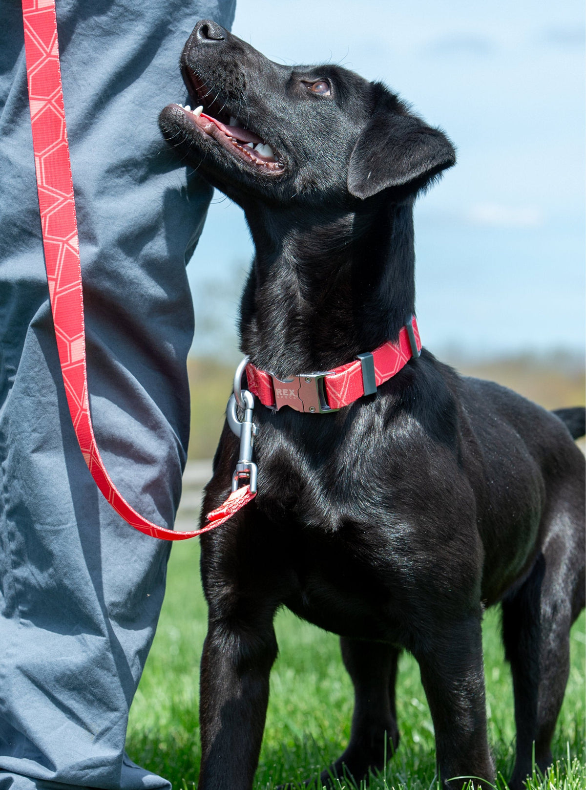 Dog Leash product image 10