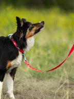 Dog Leash product image 11