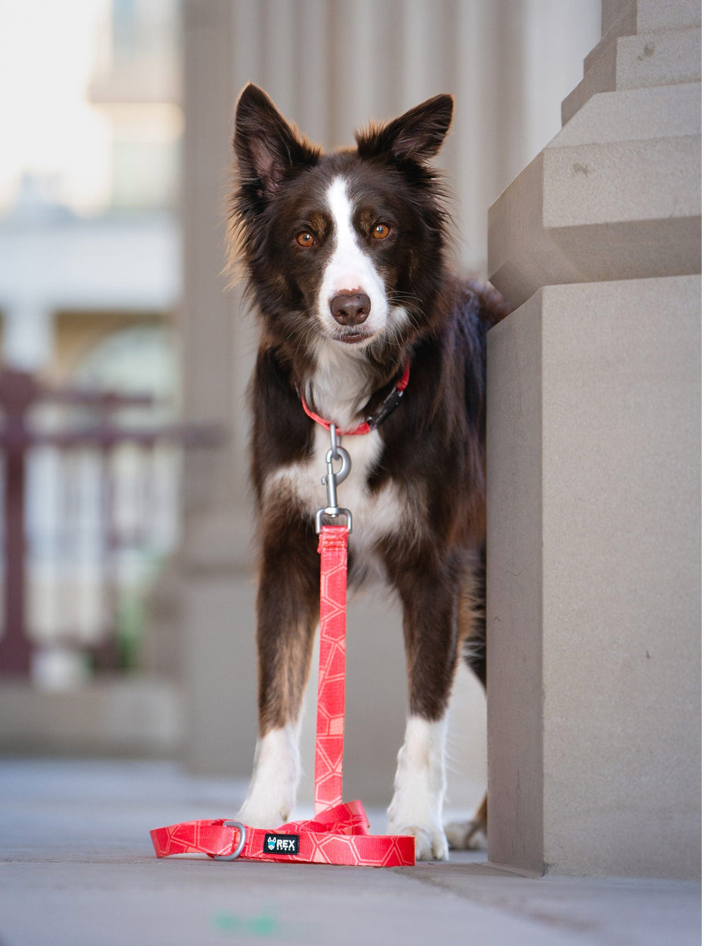 Dog Leash product image 12