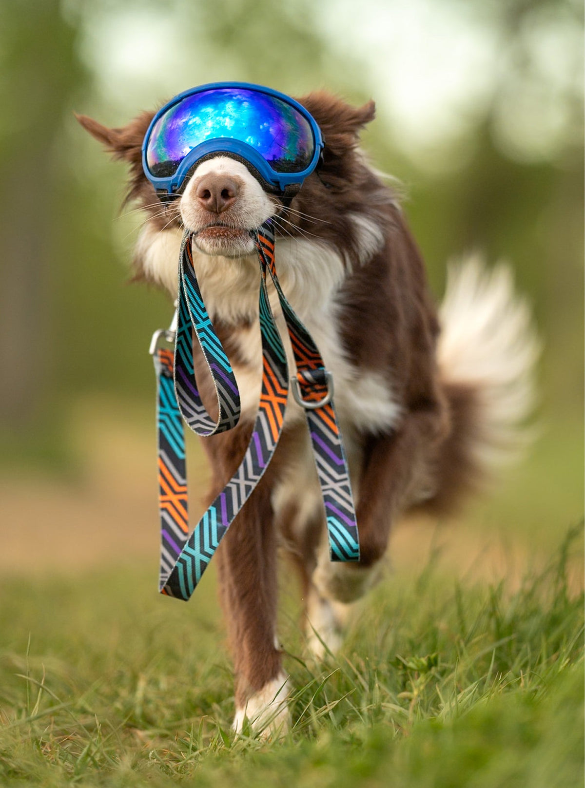 Dog Leash product image 15