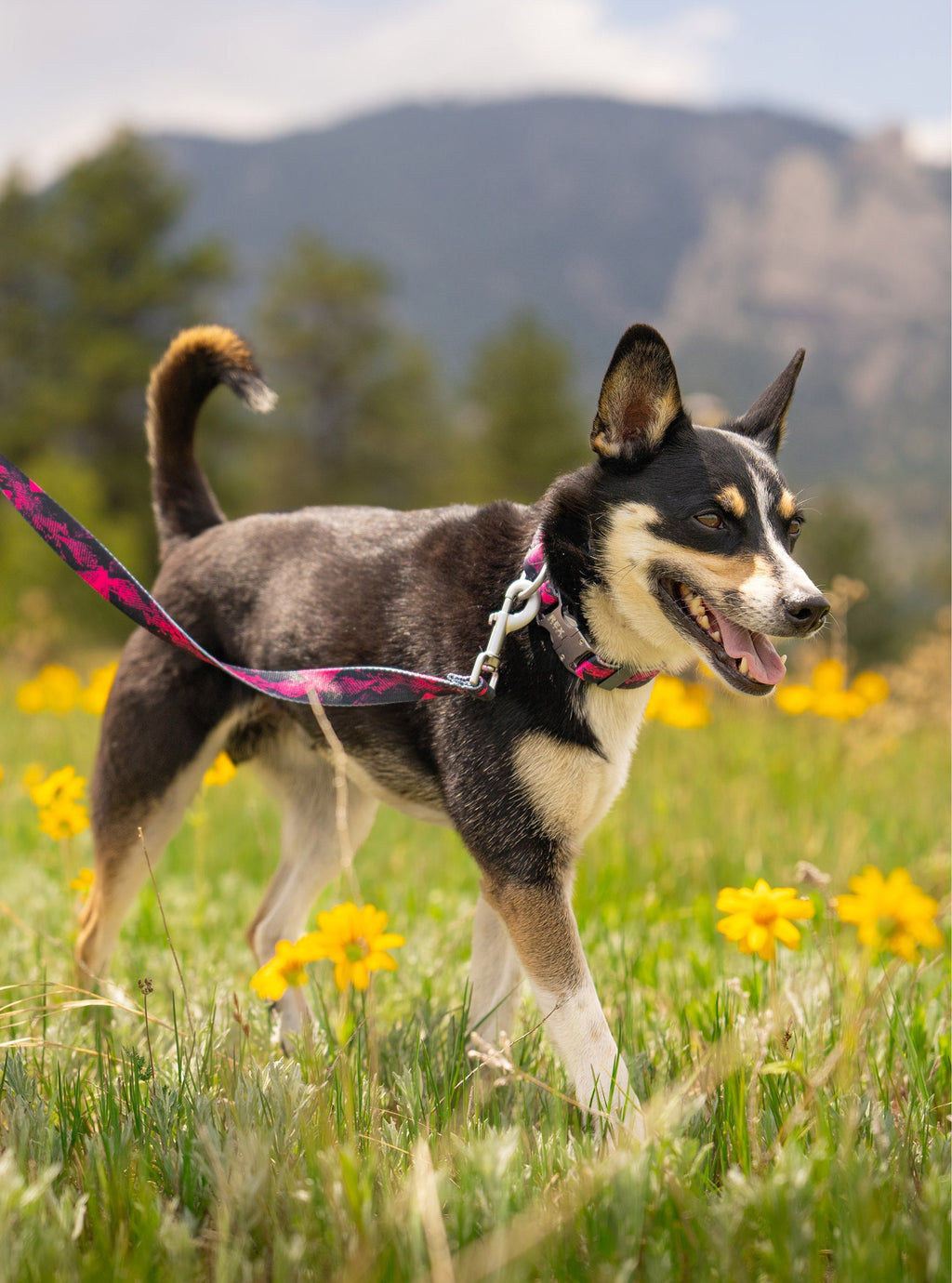 Dog Leash product image 16