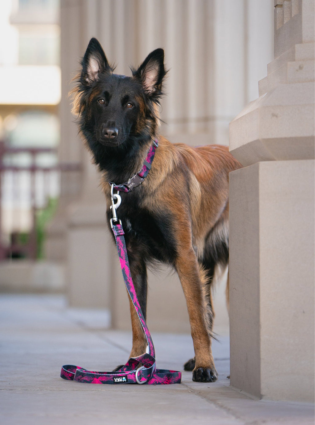 Dog Leash product image 17