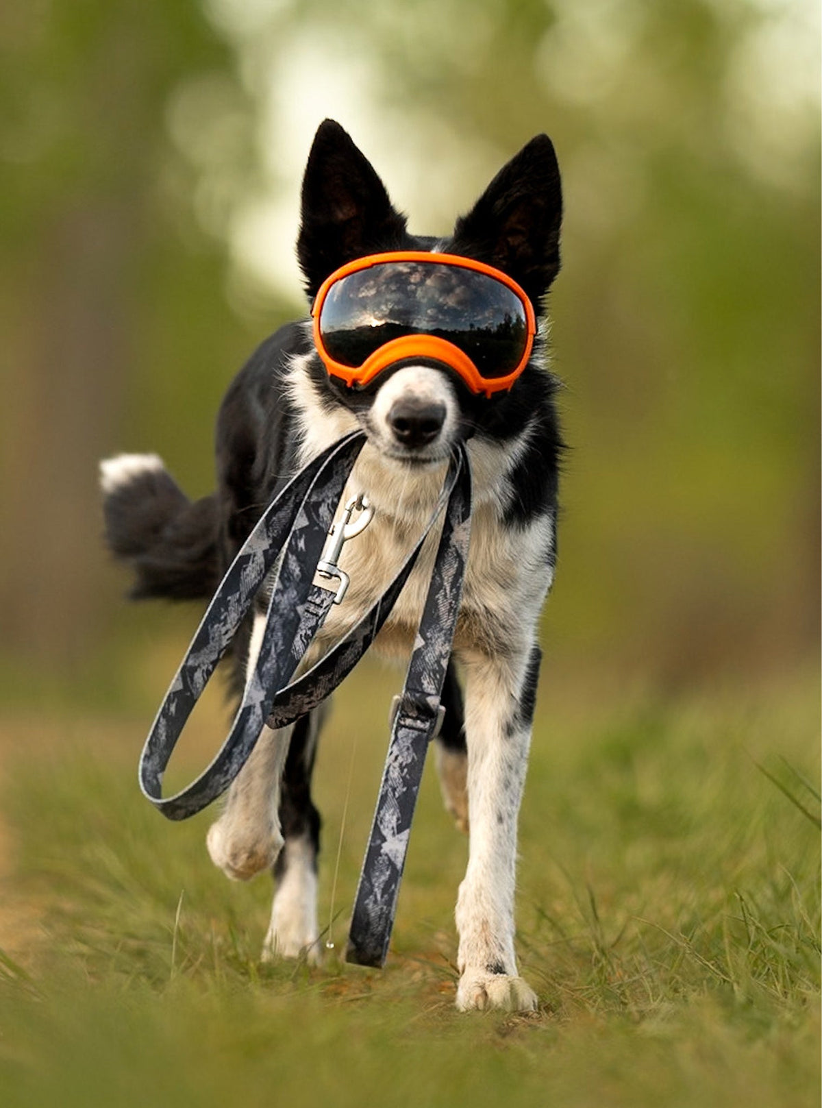 Dog Leash product image 18