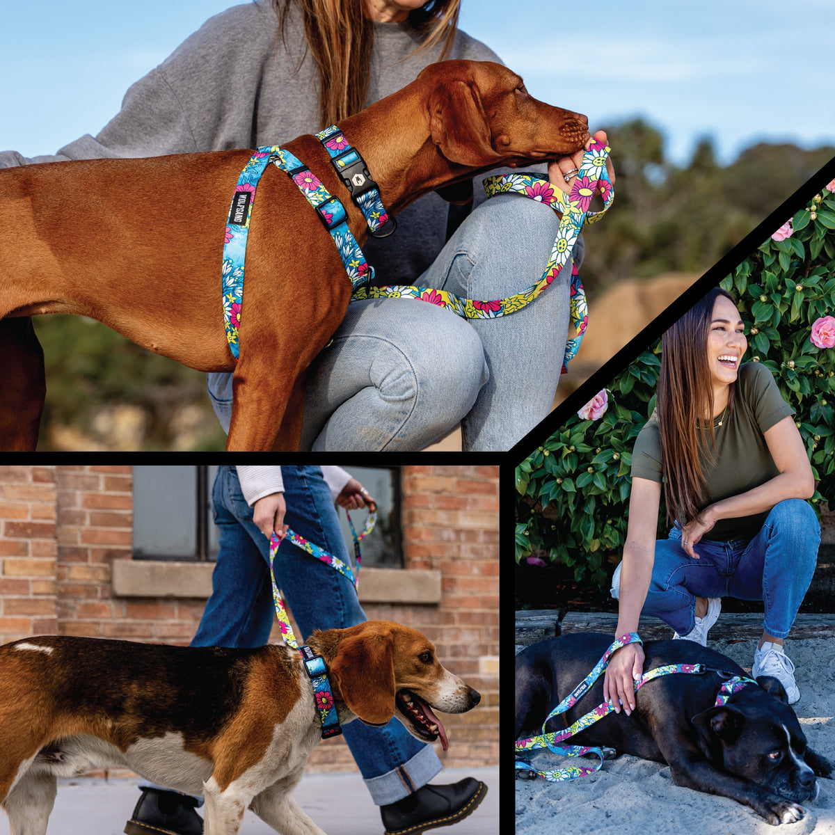 Martingale Dog Collar product image 6