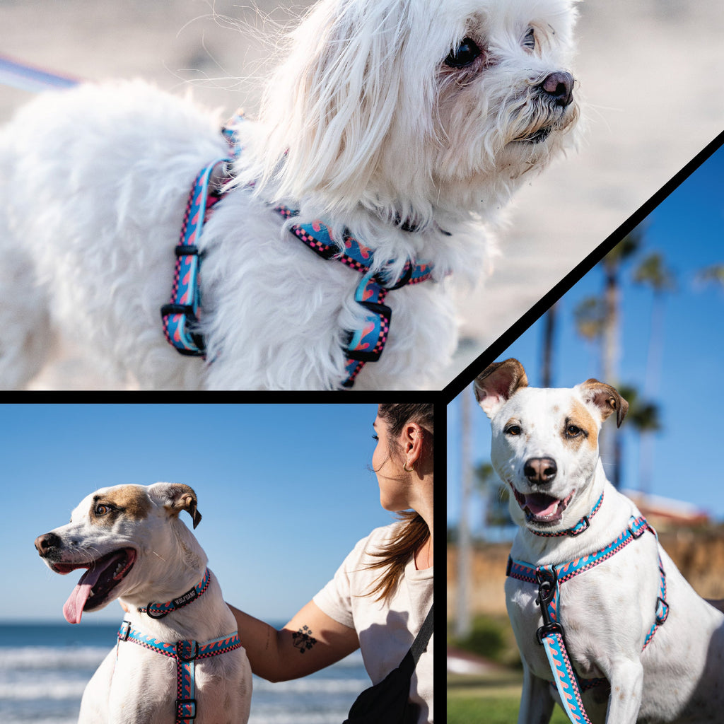 Wide Dog Collar product image 6