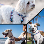 Wide Dog Collar product image 6