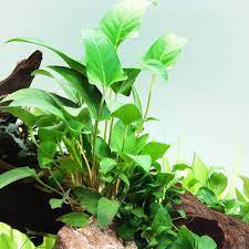 Live Aquarium Plant product image 1