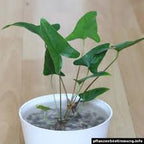 Live Aquarium Plant product image 3