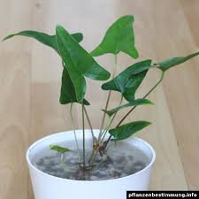 Live Aquarium Plant product image 3