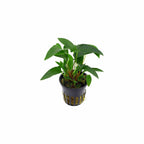 Live Aquarium Plant product image 4