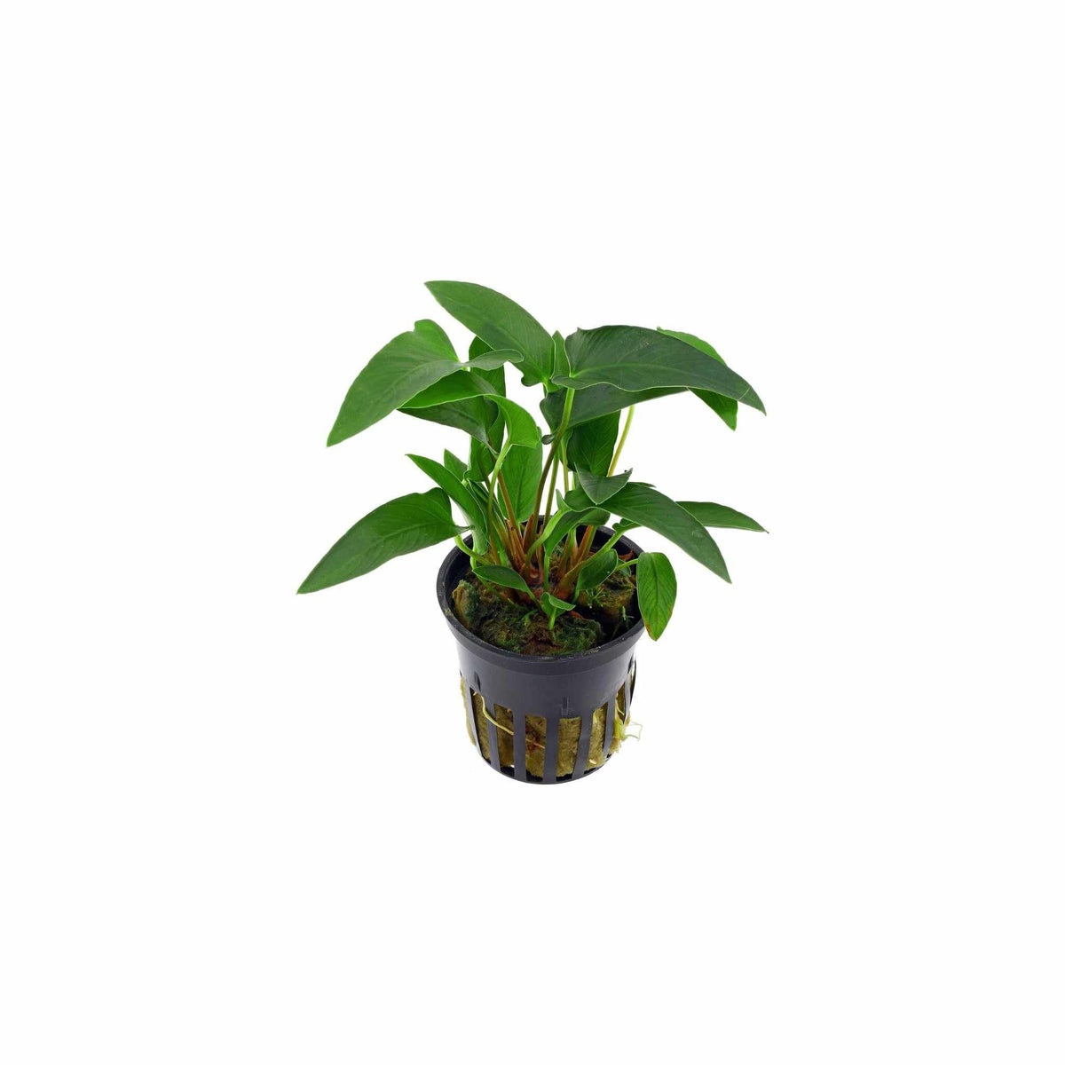 Live Aquarium Plant product image 4