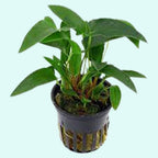Live Aquarium Plant product image 5