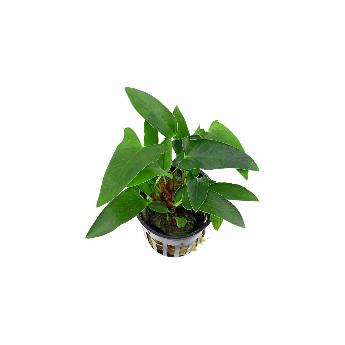 Live Aquarium Plant product image 6