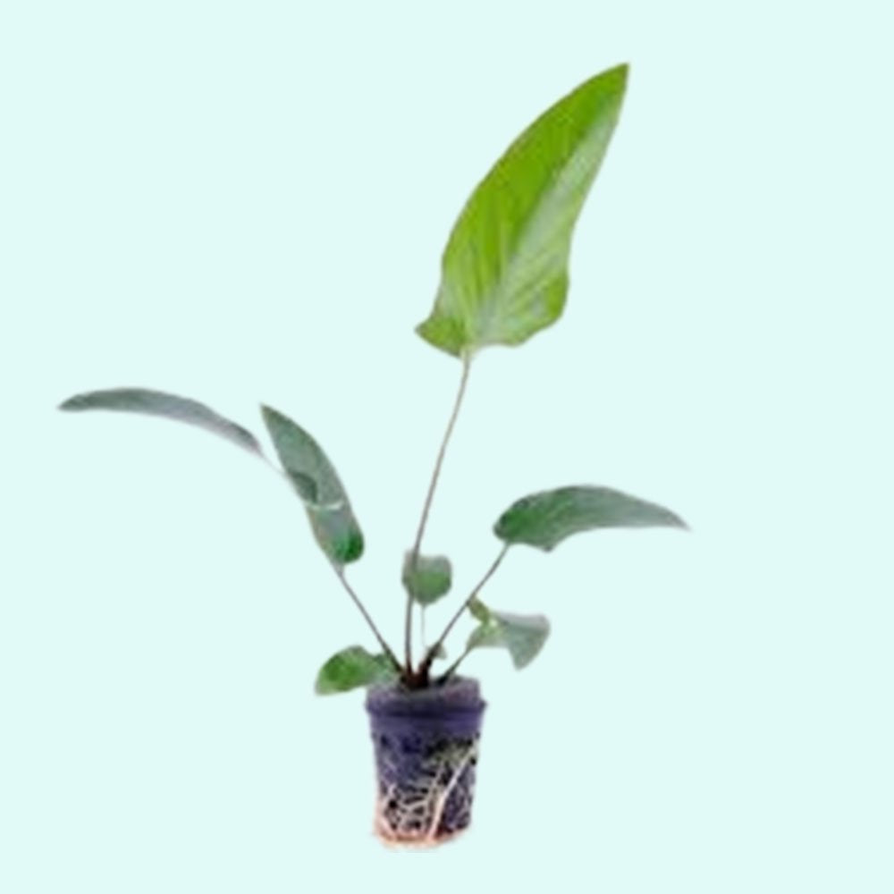 Live Aquarium Plant product image 7