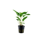 Live Aquarium Plant product image 8