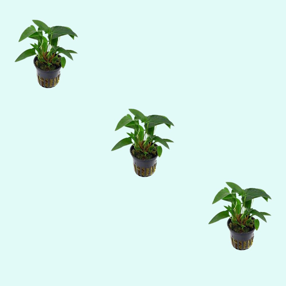 Live Aquarium Plant product image 9