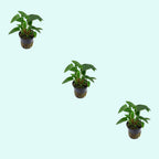 Live Aquarium Plant product image 9