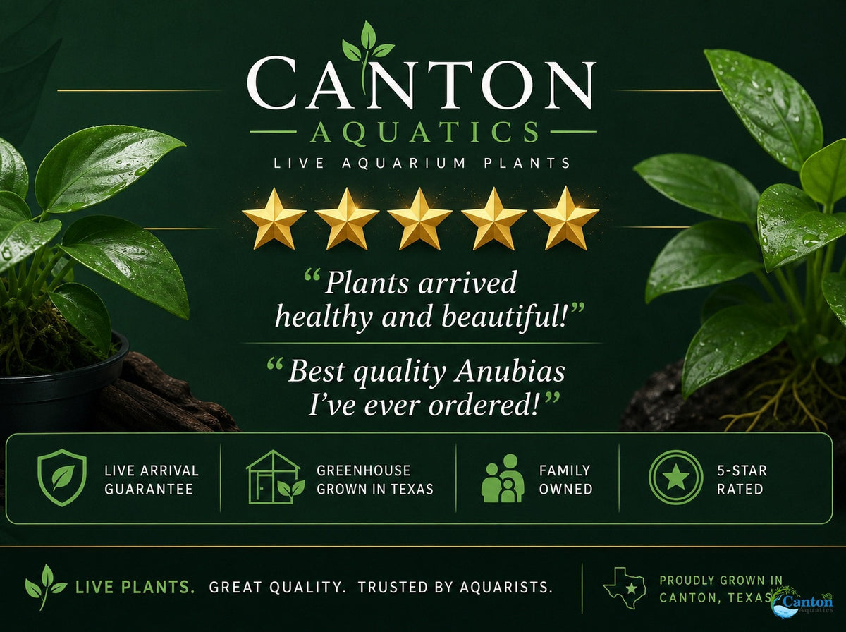 Live Aquarium Plant product image 10