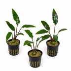 Live Aquarium Plant product image 11