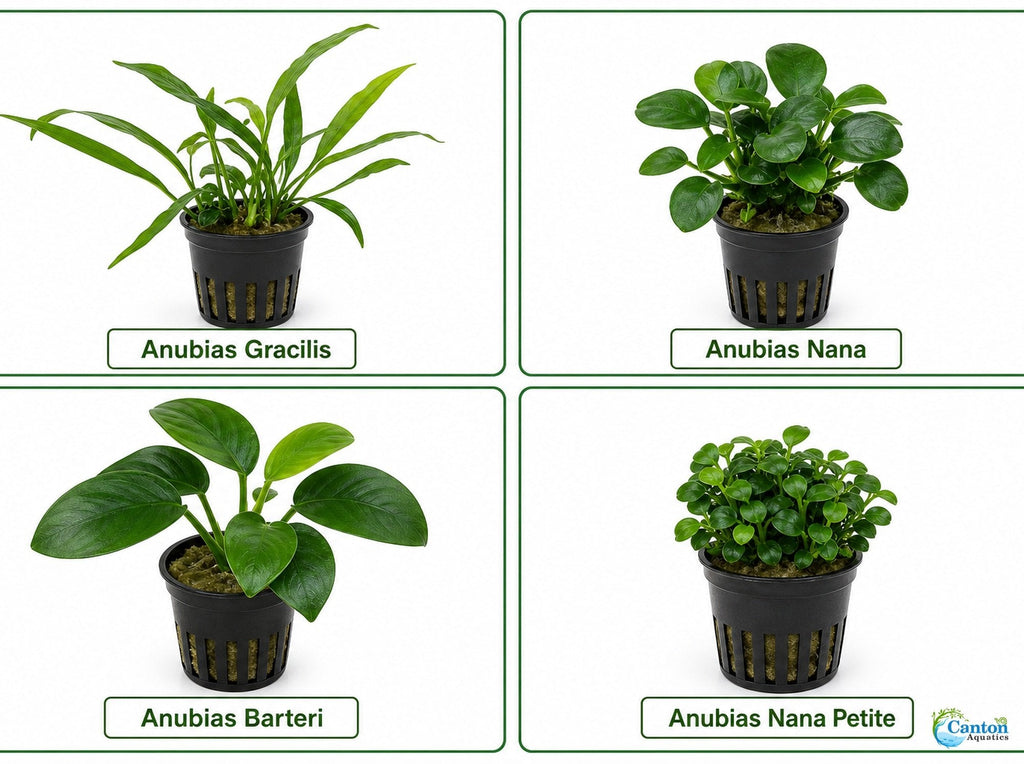 Live Aquarium Plant product image 12