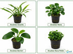 Live Aquarium Plant product image 12