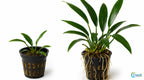Live Aquarium Plant product image 14