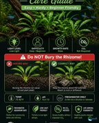 Live Aquarium Plant product image 15