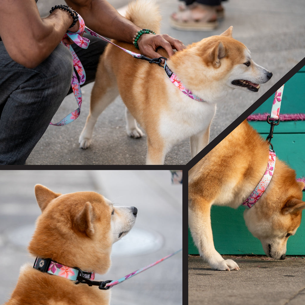 Wide Dog Collar product image 6
