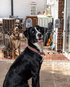 Retractable Dog Gate product image 3