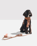 Cocoa