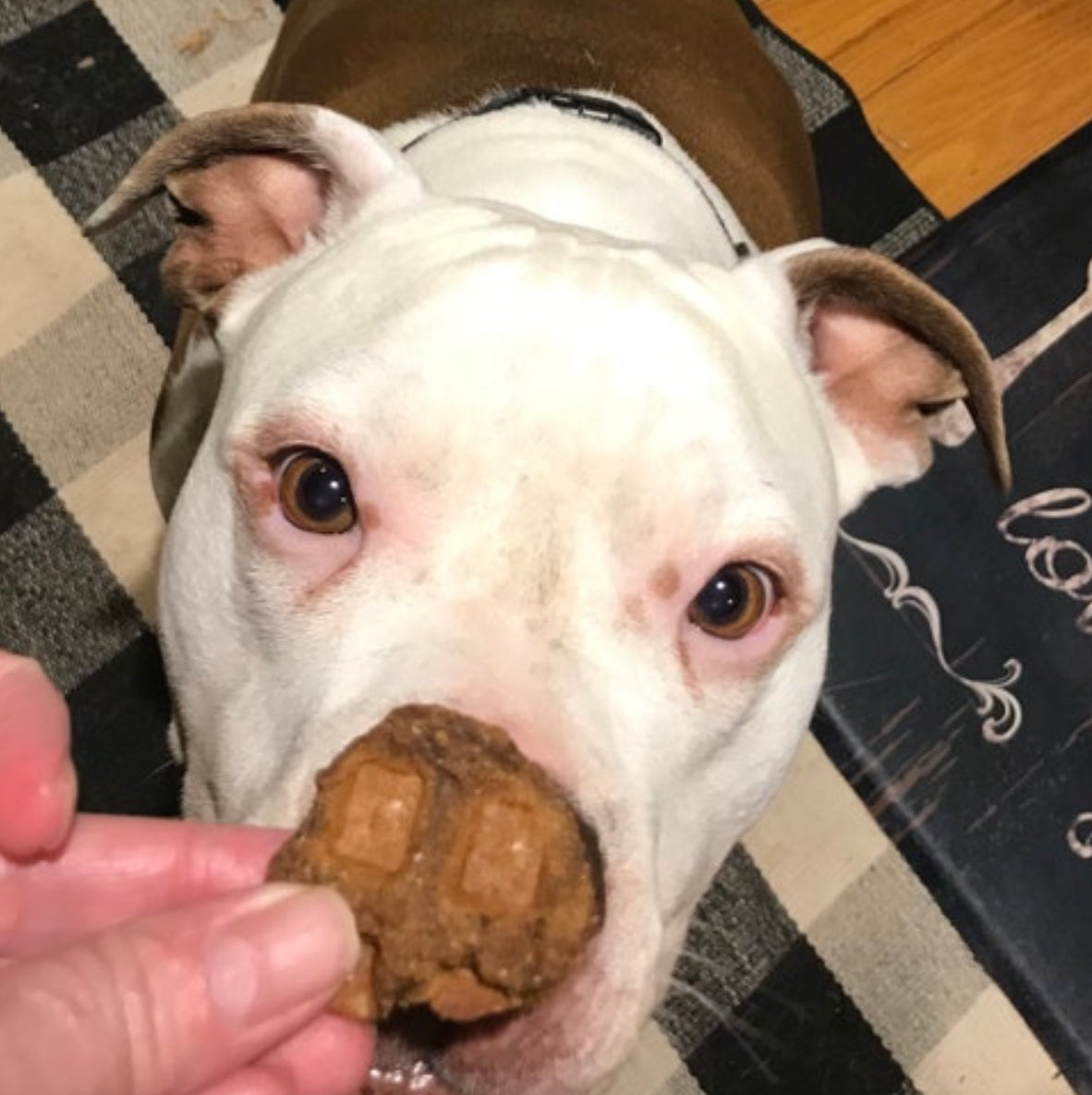 Dog Treat product image 4