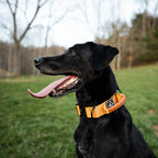 Control Collar product image 30