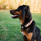 Control Collar product image 38