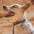 Control Collar product image 39