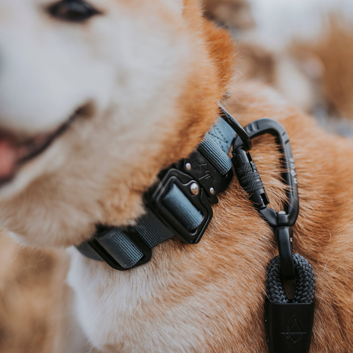 Control Collar product image 48