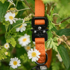 Control Collar product image 62