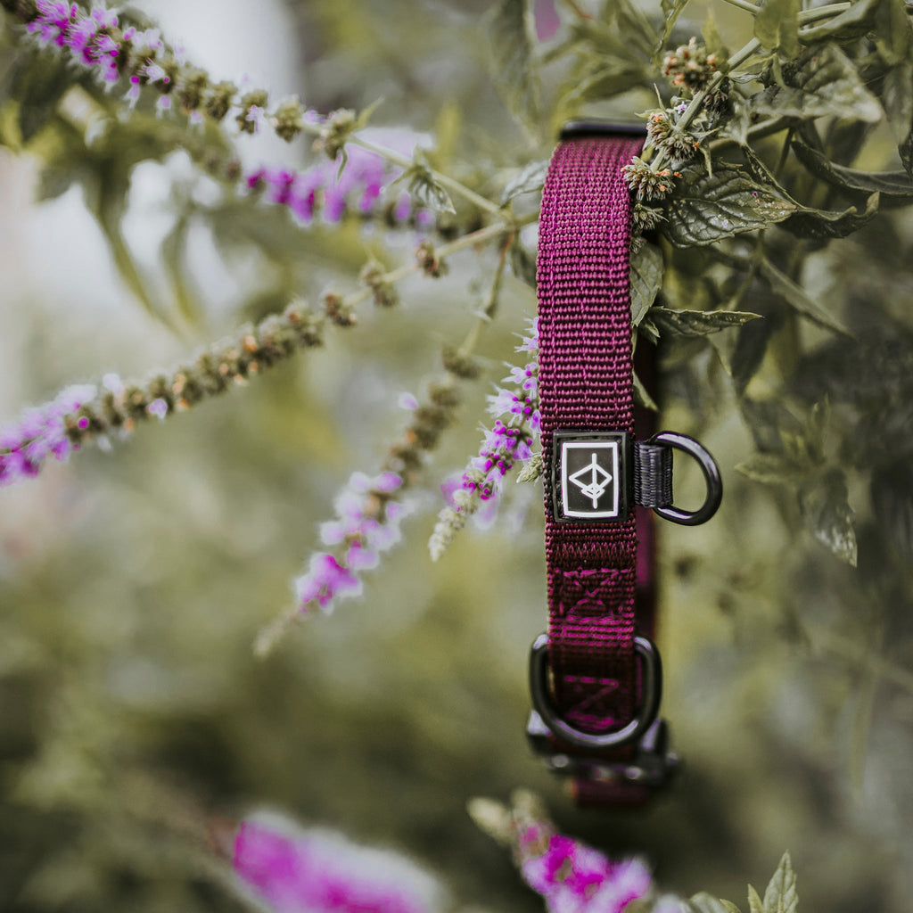Control Collar product image 66