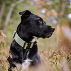 Control Collar product image 69