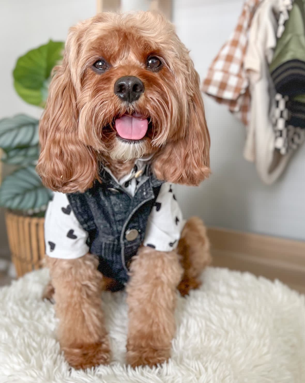Dog Shirt product image 8