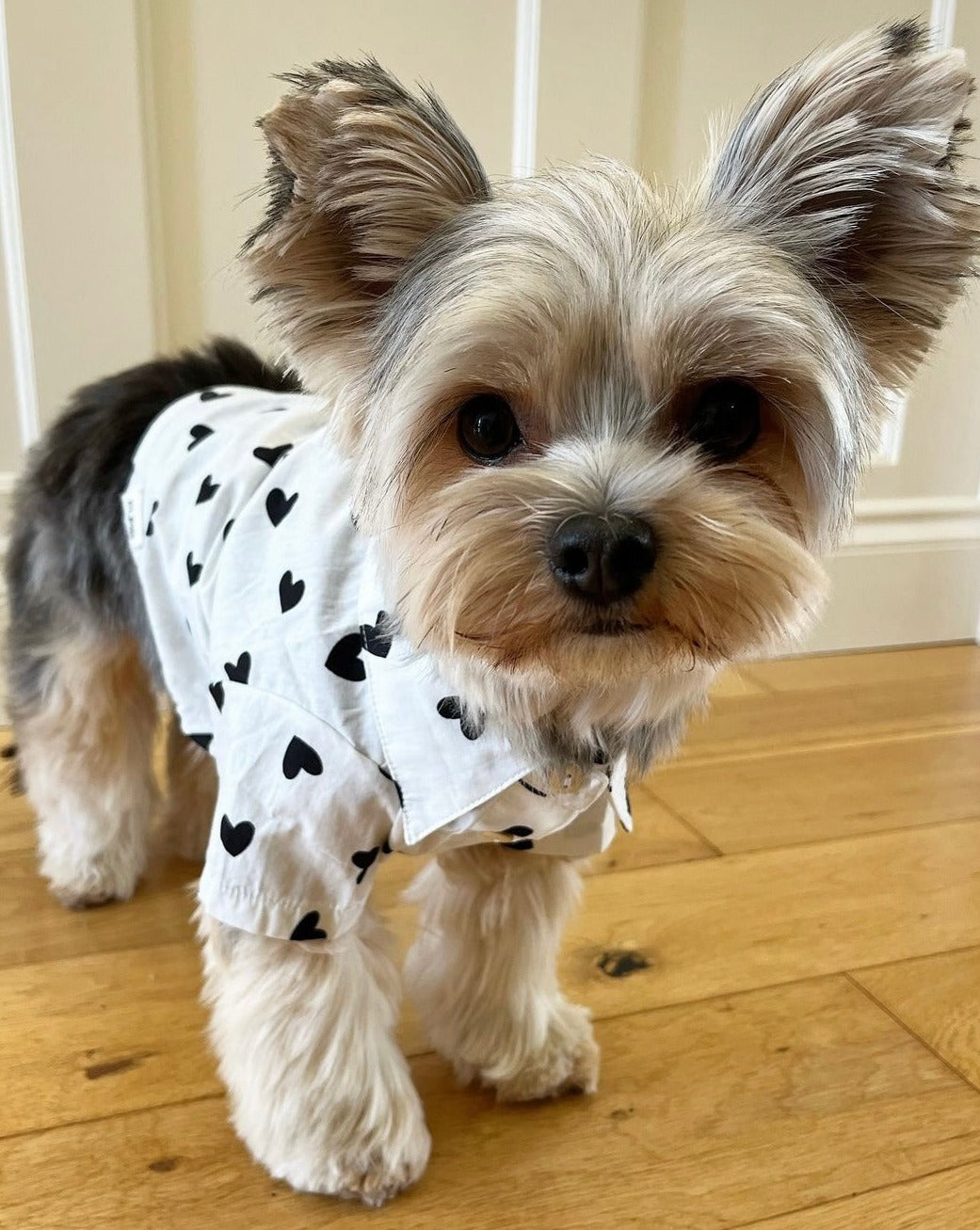 Dog Shirt product image 9